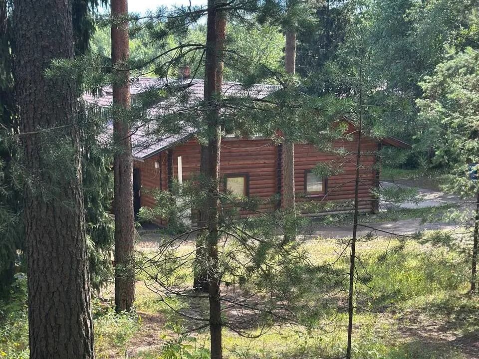 Сосновый лес и тишина